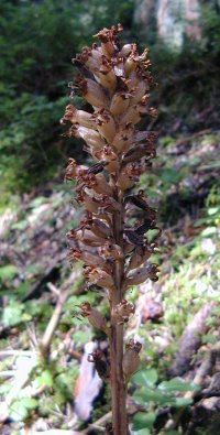 Broomrape query